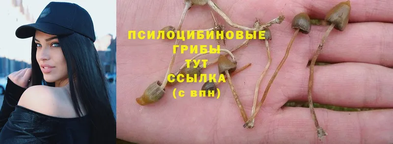 MEGA tor  где купить наркоту  Великие Луки  Галлюциногенные грибы Psilocybe 